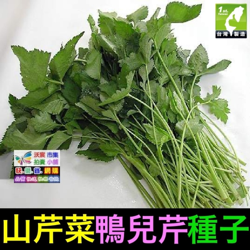 🍁野菜種子 薺菜 山芹菜 龍葵 灰灰菜 兔兒菜 野莧菜 黃鵪菜 蒲公英 苦滇菜 車前草 咸豐草 鼠麴草 美食四季可種-規格圖10