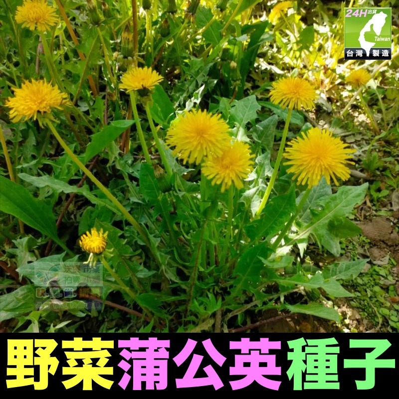 🍁野菜種子 薺菜 山芹菜 龍葵 灰灰菜 兔兒菜 野莧菜 黃鵪菜 蒲公英 苦滇菜 車前草 咸豐草 鼠麴草 美食四季可種-規格圖10