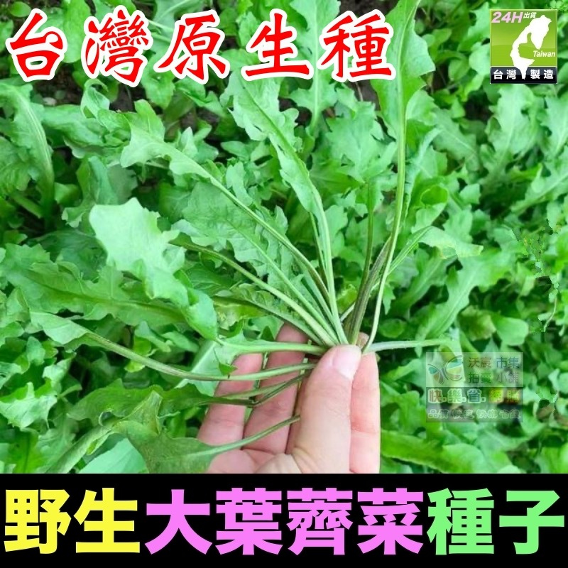 🍁野菜種子 薺菜 山芹菜 龍葵 灰灰菜 兔兒菜 野莧菜 黃鵪菜 蒲公英 苦滇菜 車前草 咸豐草 鼠麴草 美食四季可種-規格圖10