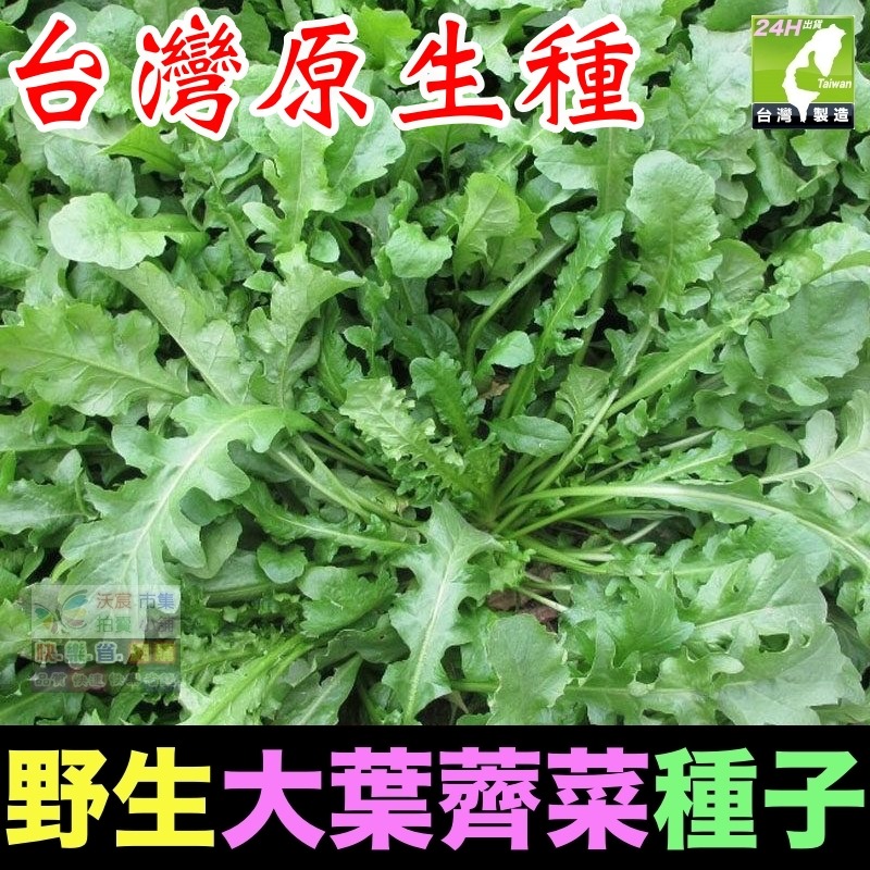 大葉薺菜種子(約250粒/包)