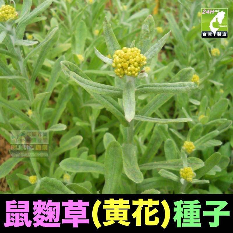 鼠麴草(黃花)種子(約250粒/份)