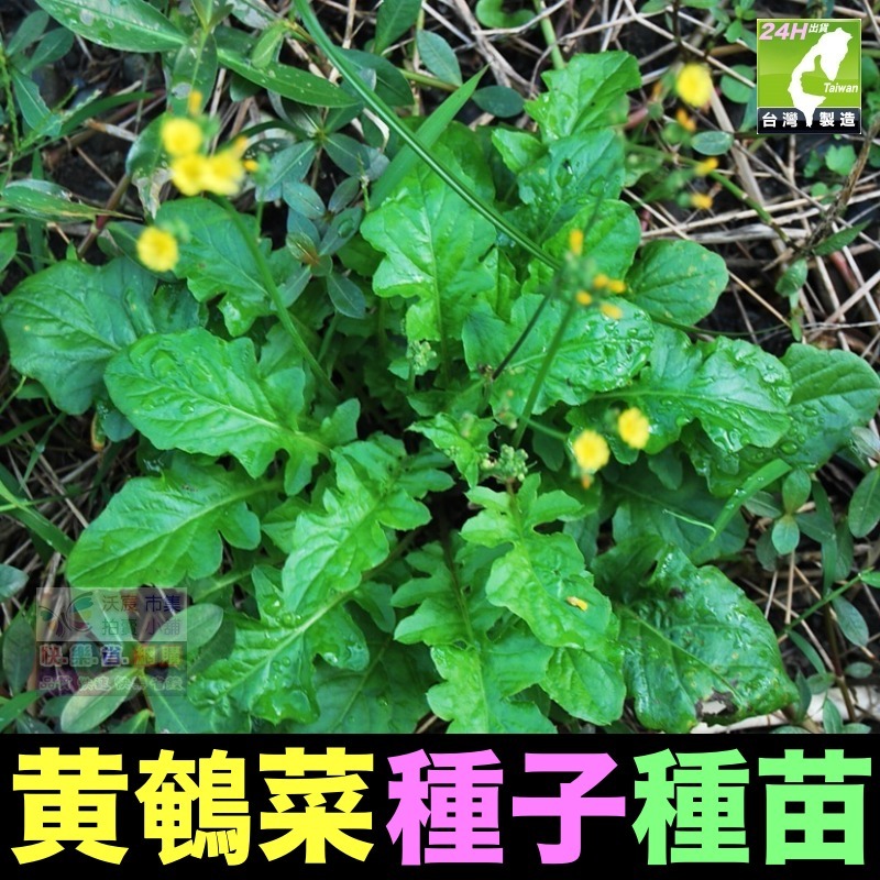 🍁野菜種子 薺菜 山芹菜 龍葵 灰灰菜 兔兒菜 野莧菜 黃鵪菜 蒲公英 苦滇菜 車前草 咸豐草 鼠麴草 美食四季可種-規格圖10