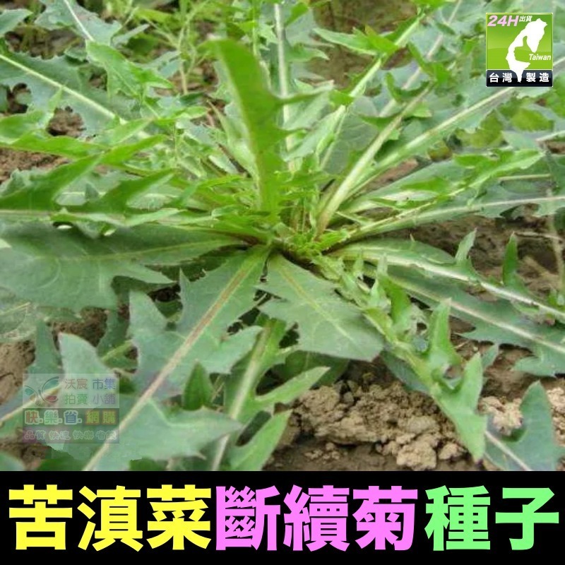 🍁野菜種子 薺菜 山芹菜 龍葵 灰灰菜 兔兒菜 野莧菜 黃鵪菜 蒲公英 苦滇菜 車前草 咸豐草 鼠麴草 美食四季可種-規格圖10