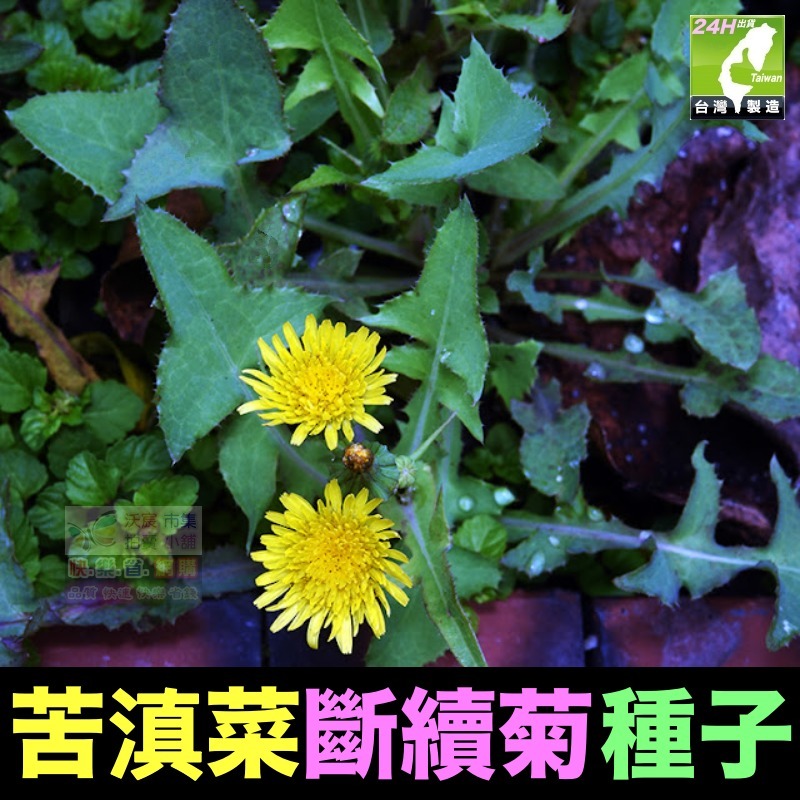 🍁野菜種子 薺菜 山芹菜 龍葵 灰灰菜 兔兒菜 野莧菜 黃鵪菜 蒲公英 苦滇菜 車前草 咸豐草 鼠麴草 美食四季可種-規格圖10