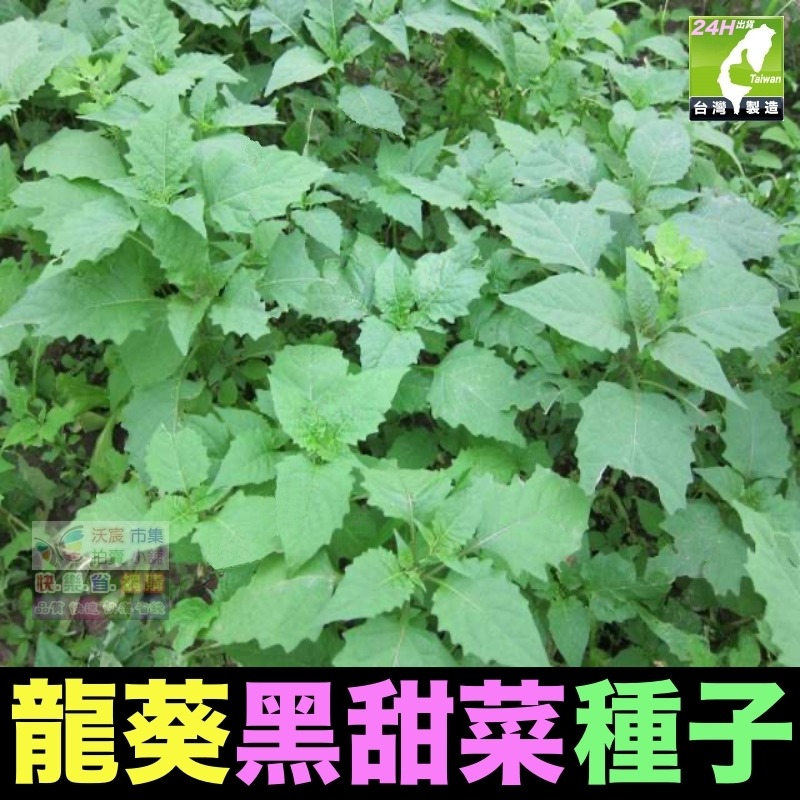 龍葵種子(約100粒/包)