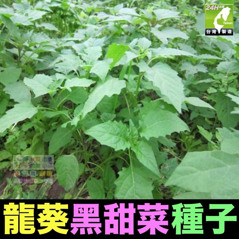 龍葵種子(約300粒/包)