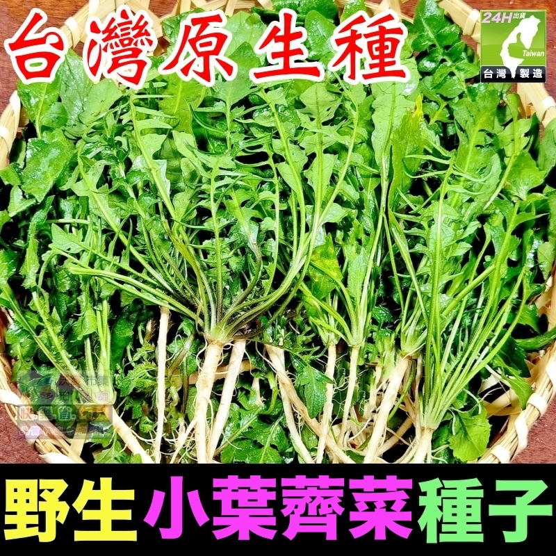 小葉薺菜種子(約250粒/包)