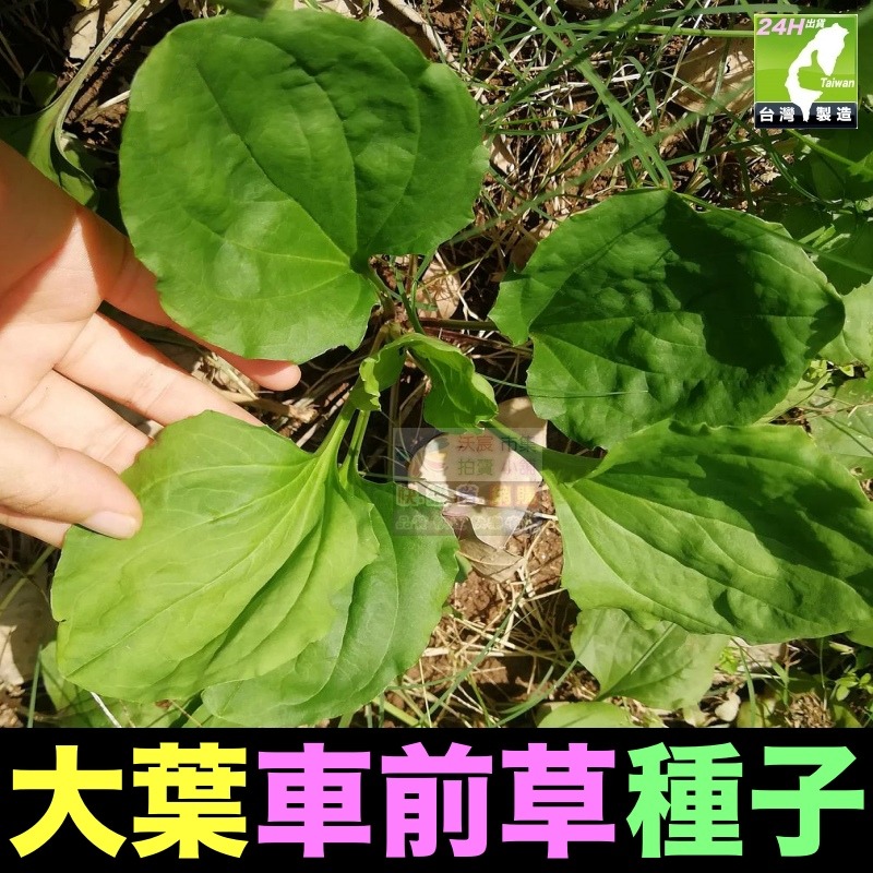 🍁野菜種子 薺菜 山芹菜 龍葵 灰灰菜 兔兒菜 野莧菜 黃鵪菜 蒲公英 苦滇菜 車前草 咸豐草 鼠麴草 美食四季可種-規格圖10