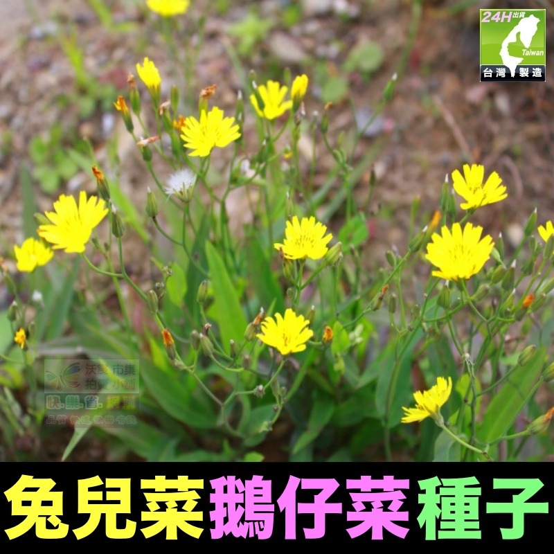🍁野菜種子 薺菜 山芹菜 龍葵 灰灰菜 兔兒菜 野莧菜 黃鵪菜 蒲公英 苦滇菜 車前草 咸豐草 鼠麴草 美食四季可種-規格圖10