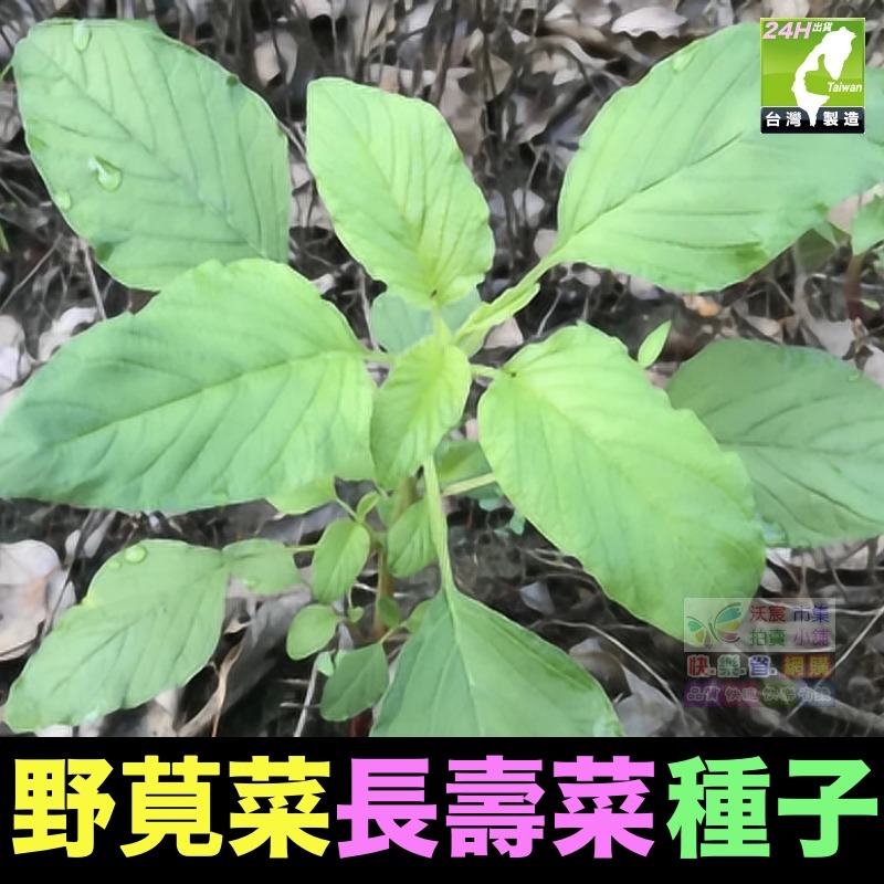 野莧菜(無刺品種)種子(約250粒/包)