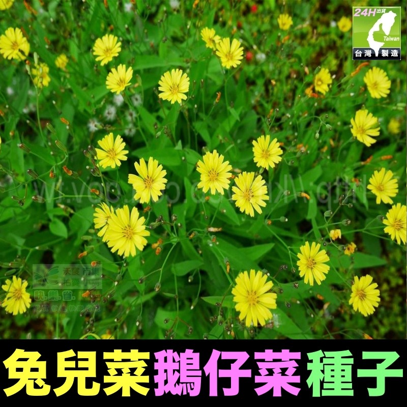 兔兒菜(裸根苗)*5株