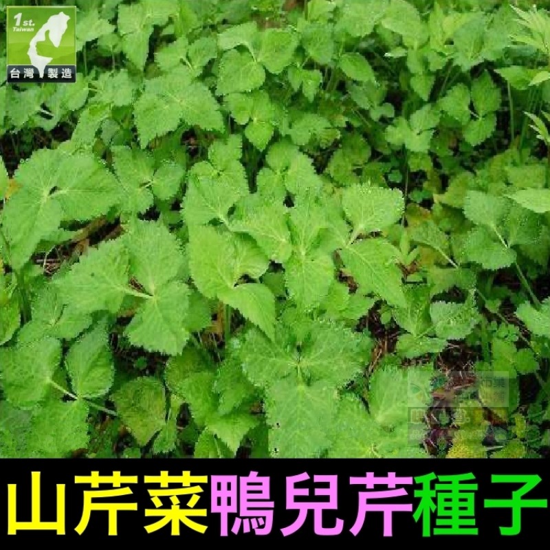 🍁野菜種子 薺菜 山芹菜 龍葵 灰灰菜 兔兒菜 野莧菜 黃鵪菜 蒲公英 苦滇菜 車前草 咸豐草 鼠麴草 美食四季可種-規格圖10