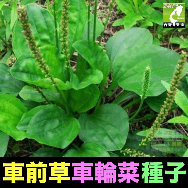 車前草種子(約350粒/包)