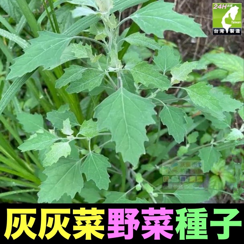 🍁野菜種子 薺菜 山芹菜 龍葵 灰灰菜 兔兒菜 野莧菜 黃鵪菜 蒲公英 苦滇菜 車前草 咸豐草 鼠麴草 美食四季可種-規格圖10