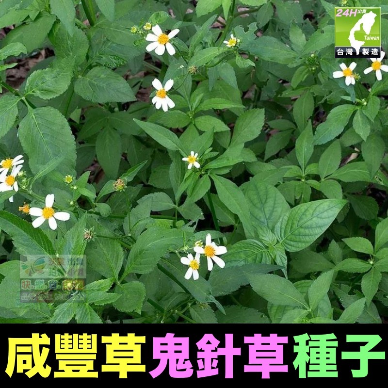 🍁野菜種子 薺菜 山芹菜 龍葵 灰灰菜 兔兒菜 野莧菜 黃鵪菜 蒲公英 苦滇菜 車前草 咸豐草 鼠麴草 美食四季可種-規格圖10