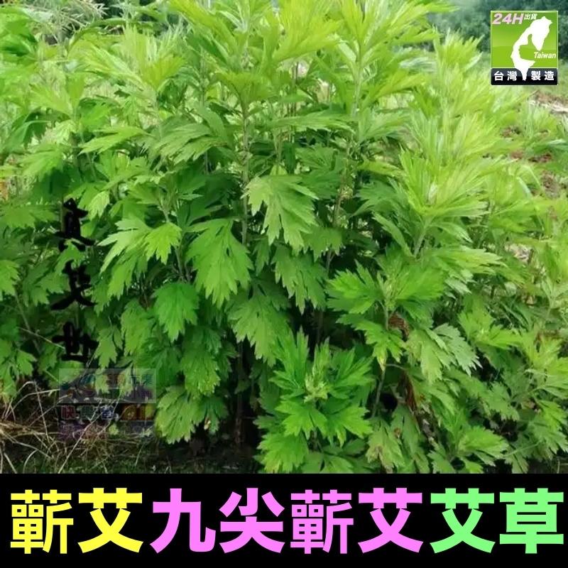 🎋【我會發芽】五月艾 香艾草 九尖蘄艾 種苗 扦插枝條 防蚊蟲 葉片可泡茶 艾蒿艾葉艾絨 艾粿食用 易栽好活陽台盆栽-細節圖2