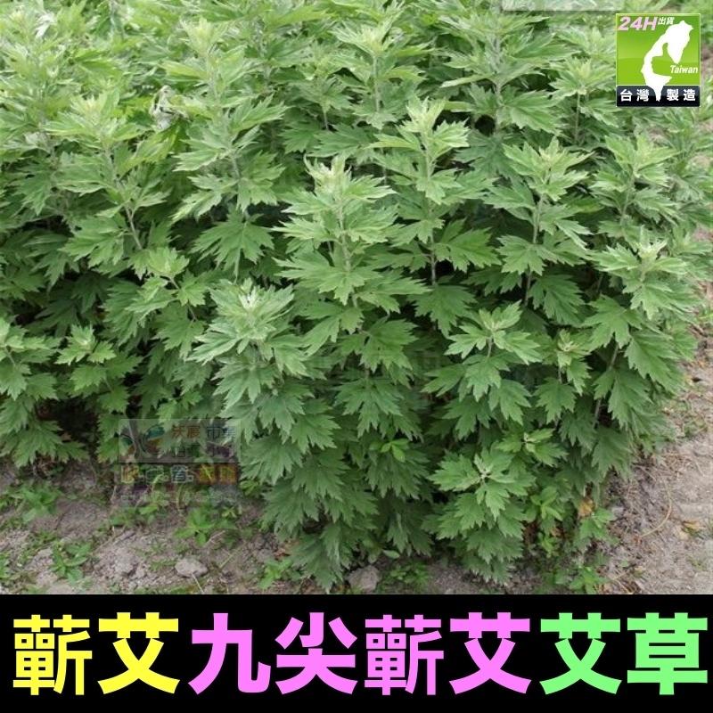 🎋【我會發芽】五月艾 香艾草 九尖蘄艾 種苗 扦插枝條 防蚊蟲 葉片可泡茶 艾蒿艾葉艾絨 艾粿食用 易栽好活陽台盆栽-細節圖3
