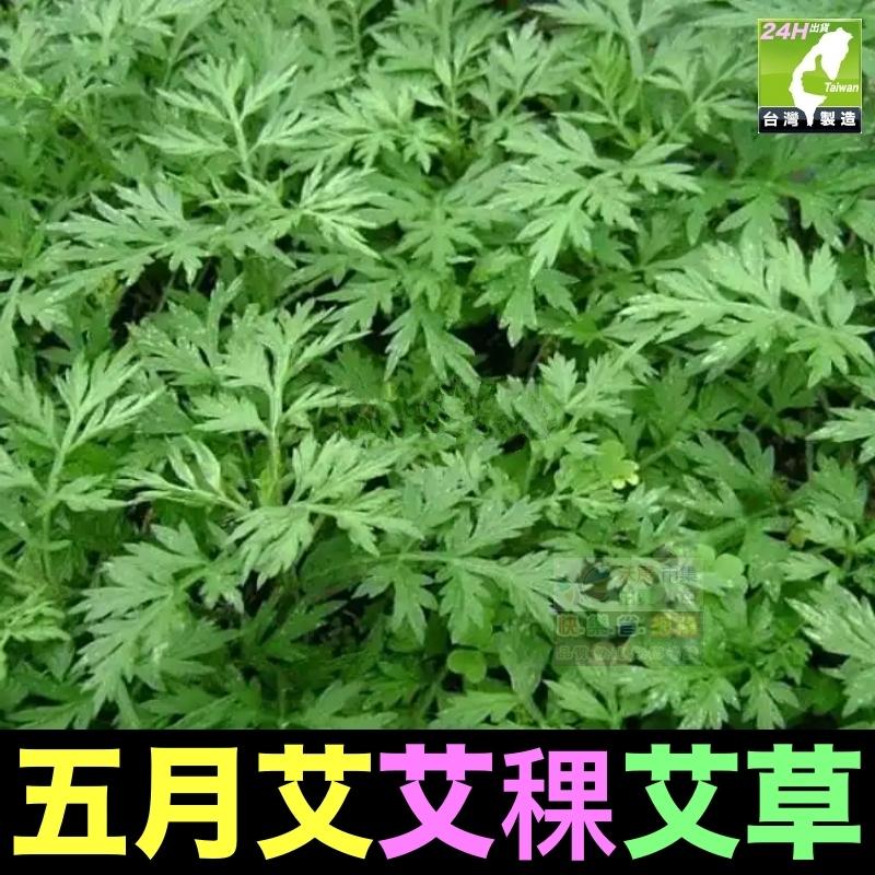 🎋【我會發芽】五月艾 香艾草 九尖蘄艾 種苗 扦插枝條 防蚊蟲 葉片可泡茶 艾蒿艾葉艾絨 艾粿食用 易栽好活陽台盆栽-細節圖4