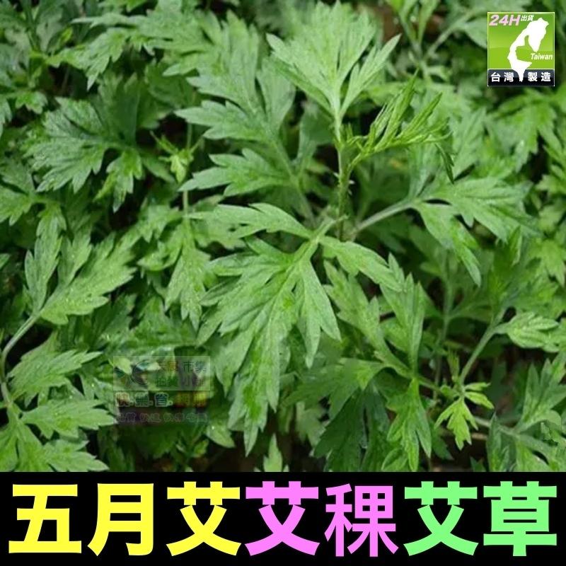 🎋【我會發芽】五月艾 香艾草 九尖蘄艾 種苗 扦插枝條 防蚊蟲 葉片可泡茶 艾蒿艾葉艾絨 艾粿食用 易栽好活陽台盆栽-細節圖5