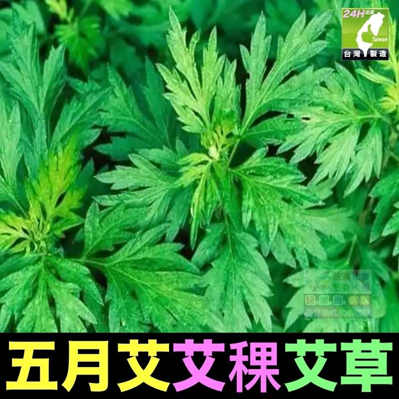🎋【我會發芽】五月艾 香艾草 九尖蘄艾 種苗 扦插枝條 防蚊蟲 葉片可泡茶 艾蒿艾葉艾絨 艾粿食用 易栽好活陽台盆栽-細節圖6