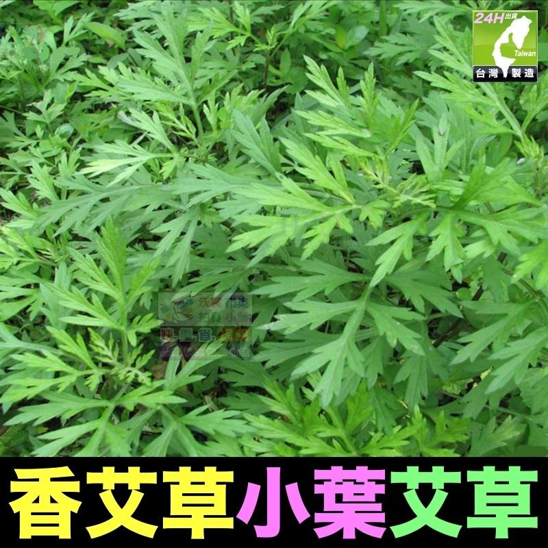 🎋【我會發芽】五月艾 香艾草 九尖蘄艾 種苗 扦插枝條 防蚊蟲 葉片可泡茶 艾蒿艾葉艾絨 艾粿食用 易栽好活陽台盆栽-細節圖7