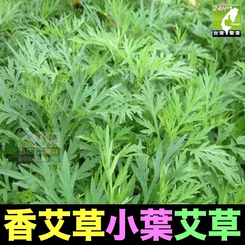 🎋【我會發芽】五月艾 香艾草 九尖蘄艾 種苗 扦插枝條 防蚊蟲 葉片可泡茶 艾蒿艾葉艾絨 艾粿食用 易栽好活陽台盆栽-細節圖8