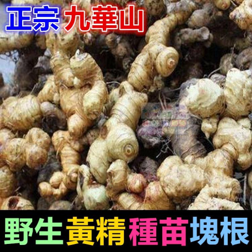 ㊣【正宗】九華山野生 黃精 種苗 塊根 名貴中藥 老虎薑 雞爪參 滋補強身 增強體力 養顏美容 可盆栽 - 快樂市集國際拍賣商場 ...