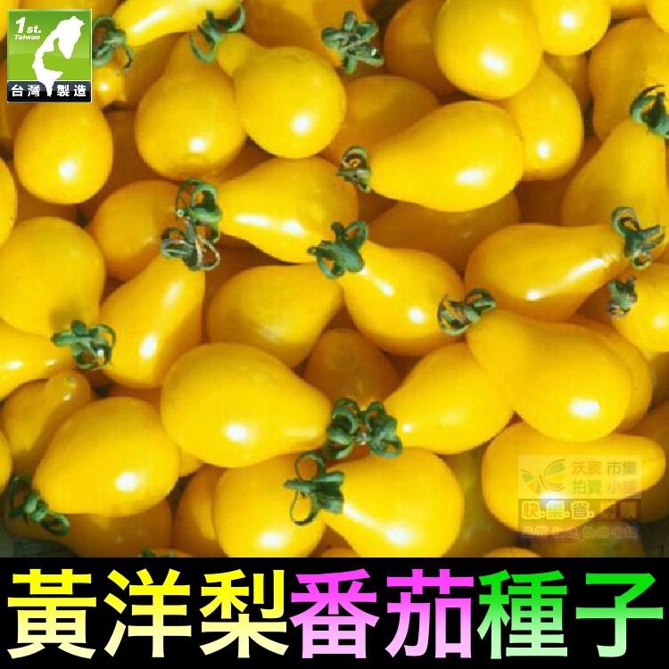 ㊣【我想發芽】黃洋梨番茄種子 水果型聖女果蕃茄 易栽好活 陽台盆栽 (約30~35粒/包) 35元-細節圖2