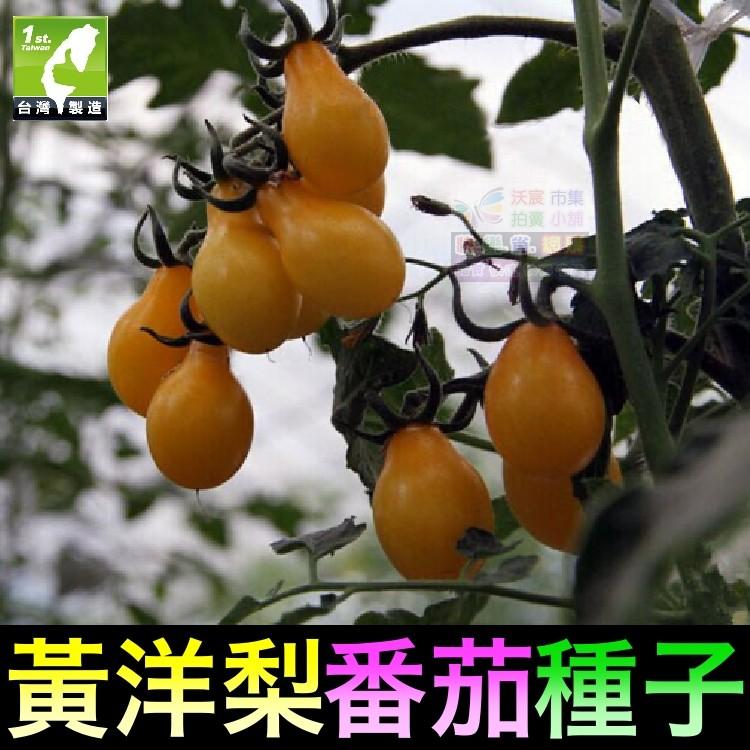 ㊣【我想發芽】黃洋梨番茄種子 水果型聖女果蕃茄 易栽好活 陽台盆栽 (約30~35粒/包) 35元-細節圖3