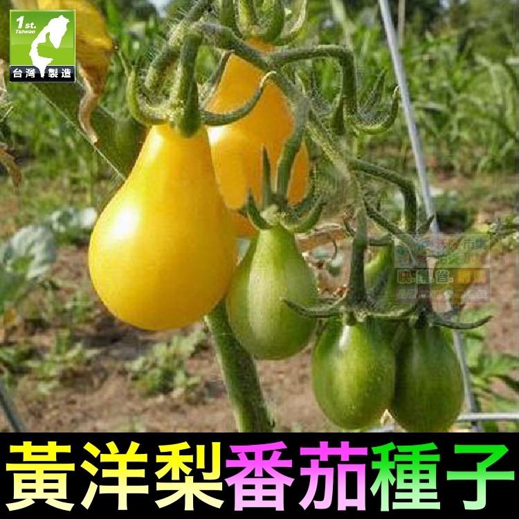 ㊣【我想發芽】黃洋梨番茄種子 水果型聖女果蕃茄 易栽好活 陽台盆栽 (約30~35粒/包) 35元-細節圖5