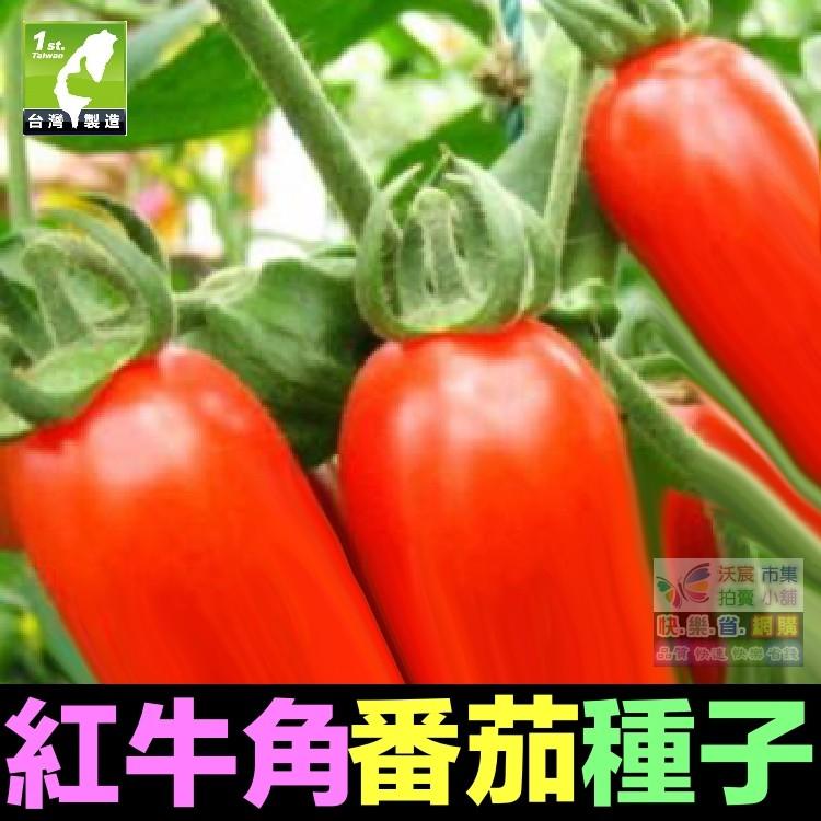🥐㊣【我會發芽】牛角番茄種子 蕃茄 聖女果酸甜可口盆栽 易栽好活 陽台盆栽 約20粒/包-細節圖2