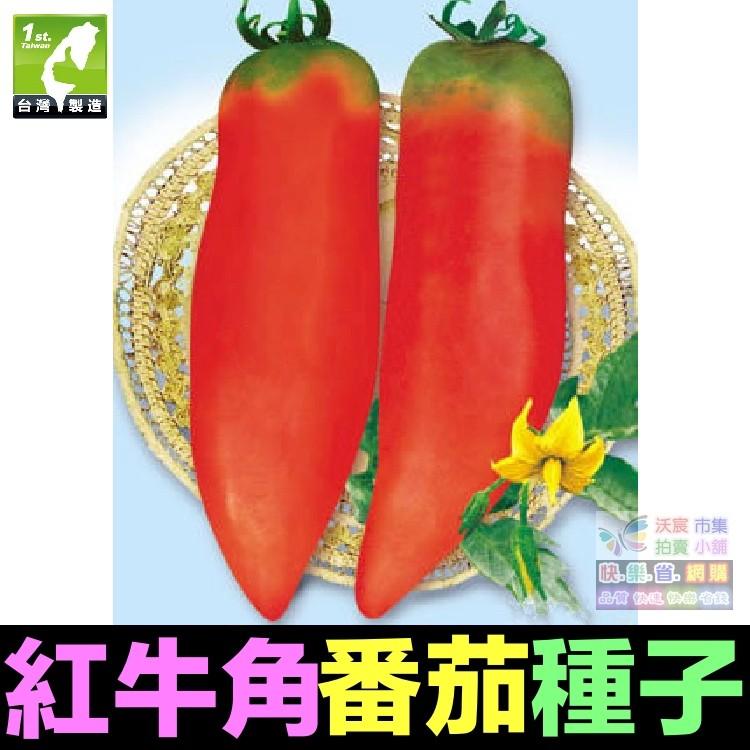 🥐㊣【我會發芽】牛角番茄種子 蕃茄 聖女果酸甜可口盆栽 易栽好活 陽台盆栽 約20粒/包-細節圖3