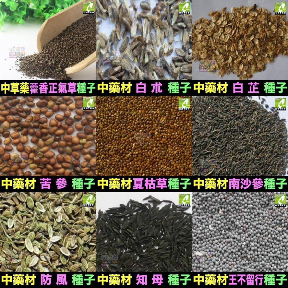 🍁㊣中草藥種子 藿香正氣草 白朮 白芷 苦參 夏枯草 南沙參 防風 知母 王不留行 中藥材植物種子 可盆栽-細節圖2