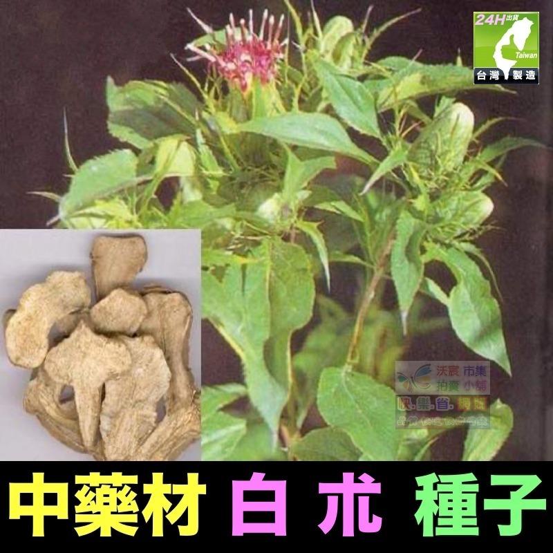 🍁㊣中草藥種子 藿香正氣草 白朮 白芷 苦參 夏枯草 南沙參 防風 知母 王不留行 中藥材植物種子 可盆栽-細節圖3
