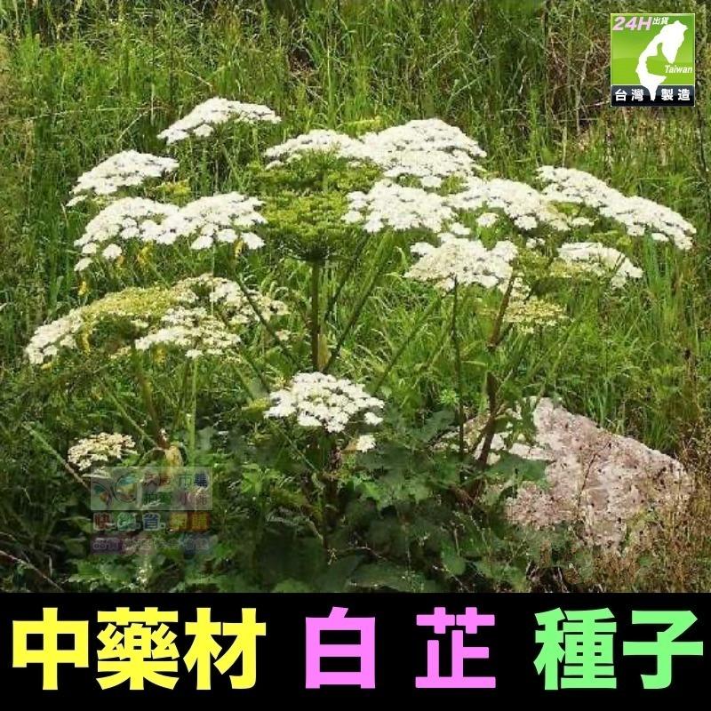 🍁㊣中草藥種子 藿香正氣草 白朮 白芷 苦參 夏枯草 南沙參 防風 知母 王不留行 中藥材植物種子 可盆栽-細節圖4