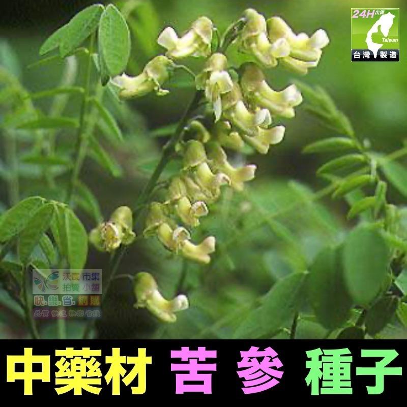 🍁㊣中草藥種子 藿香正氣草 白朮 白芷 苦參 夏枯草 南沙參 防風 知母 王不留行 中藥材植物種子 可盆栽-細節圖5