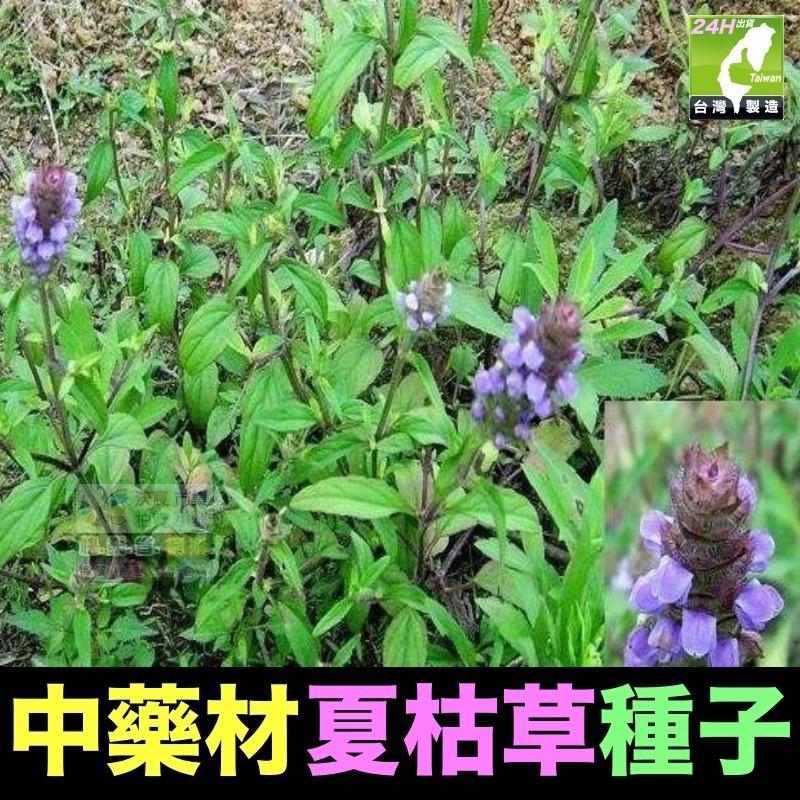 🍁㊣中草藥種子 藿香正氣草 白朮 白芷 苦參 夏枯草 南沙參 防風 知母 王不留行 中藥材植物種子 可盆栽-細節圖6