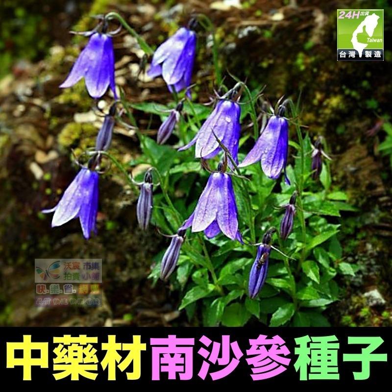 🍁㊣中草藥種子 藿香正氣草 白朮 白芷 苦參 夏枯草 南沙參 防風 知母 王不留行 中藥材植物種子 可盆栽-細節圖7