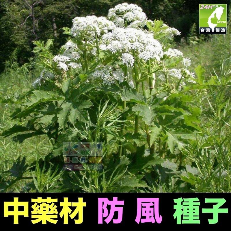 🍁㊣中草藥種子 藿香正氣草 白朮 白芷 苦參 夏枯草 南沙參 防風 知母 王不留行 中藥材植物種子 可盆栽-細節圖8