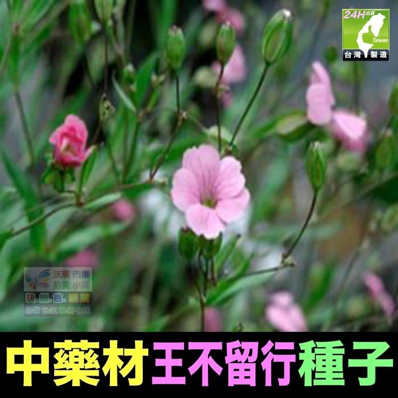 🍁㊣中草藥種子 藿香正氣草 白朮 白芷 苦參 夏枯草 南沙參 防風 知母 王不留行 中藥材植物種子 可盆栽-細節圖9