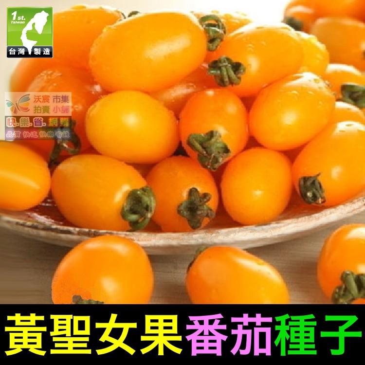🍊㊣【我想發芽】黃聖女果番茄種子 黃蕃茄 無限生長型產量高 易栽好活 陽台盆栽 約25粒/包-細節圖2