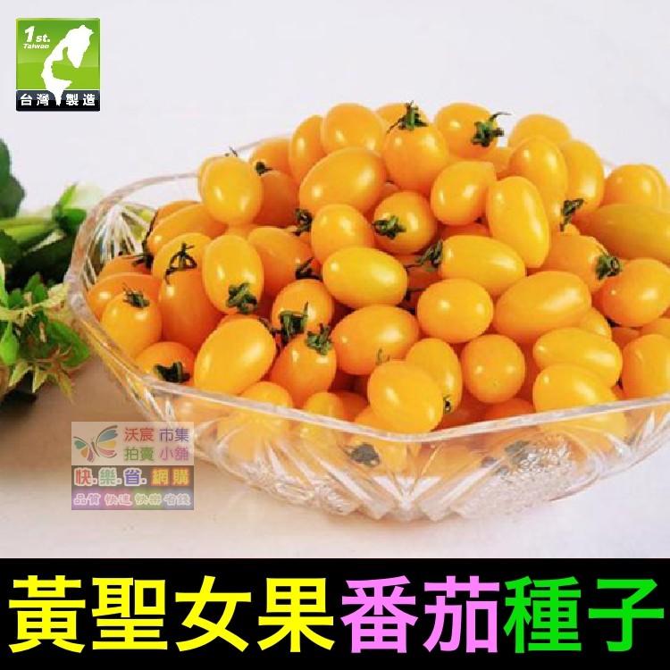 🍊㊣【我想發芽】黃聖女果番茄種子 黃蕃茄 無限生長型產量高 易栽好活 陽台盆栽 約25粒/包-細節圖3