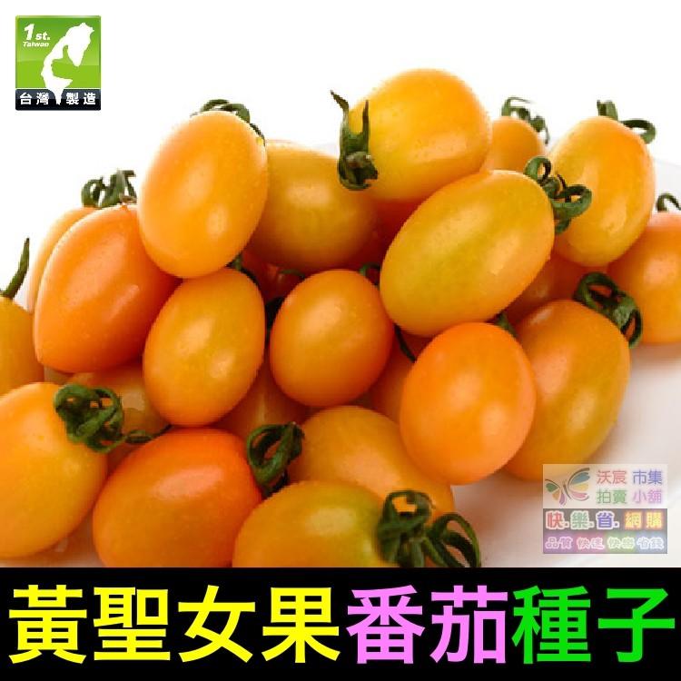 🍊㊣【我想發芽】黃聖女果番茄種子 黃蕃茄 無限生長型產量高 易栽好活 陽台盆栽 約25粒/包-細節圖4