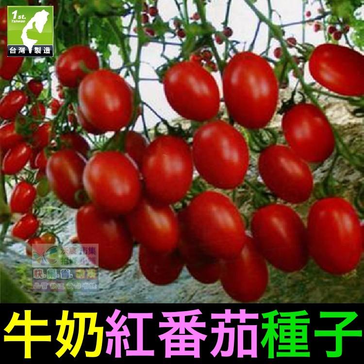 ㊣【我會發芽】牛奶紅番茄種子 聖女果蕃茄 小西紅柿 味美 易栽好活 陽台盆栽  (約25粒/包)35元-細節圖2