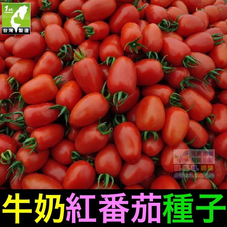 ㊣【我會發芽】牛奶紅番茄種子 聖女果蕃茄 小西紅柿 味美 易栽好活 陽台盆栽  (約25粒/包)35元-細節圖3