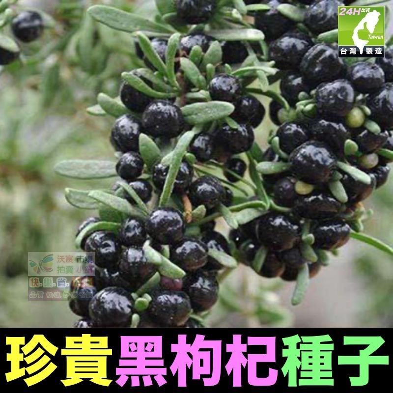🍁㊣珍貴植物種子 黑枸杞 孜然 紅樹莓 黃樹莓 黑樹莓 覆盆子 蛇莓 生眉草 烏斯瑪草 雞冠花 絞股藍 五葉蔘 七葉膽-細節圖2