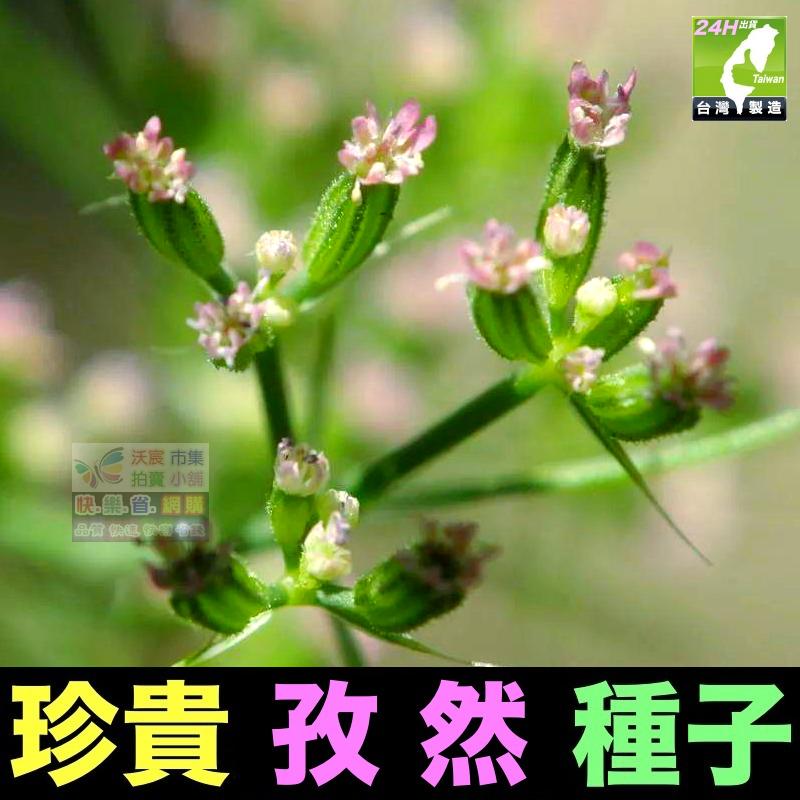 🍁㊣珍貴植物種子 黑枸杞 孜然 紅樹莓 黃樹莓 黑樹莓 覆盆子 蛇莓 生眉草 烏斯瑪草 雞冠花 絞股藍 五葉蔘 七葉膽-細節圖3