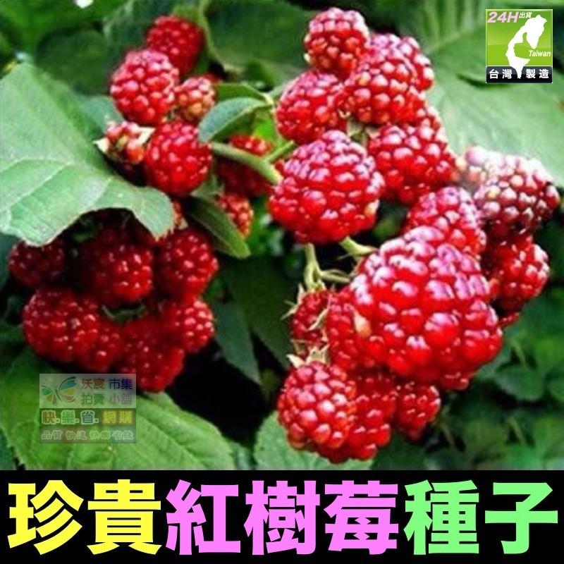 🍁㊣珍貴植物種子 黑枸杞 孜然 紅樹莓 黃樹莓 黑樹莓 覆盆子 蛇莓 生眉草 烏斯瑪草 雞冠花 絞股藍 五葉蔘 七葉膽-細節圖4