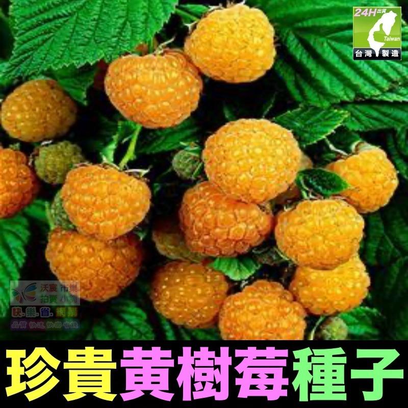 🍁㊣珍貴植物種子 黑枸杞 孜然 紅樹莓 黃樹莓 黑樹莓 覆盆子 蛇莓 生眉草 烏斯瑪草 雞冠花 絞股藍 五葉蔘 七葉膽-細節圖5