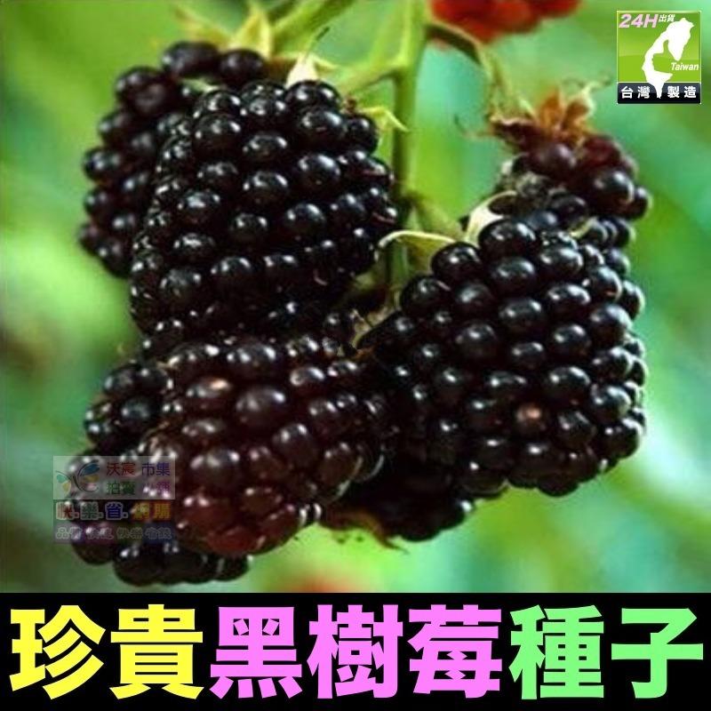 🍁㊣珍貴植物種子 黑枸杞 孜然 紅樹莓 黃樹莓 黑樹莓 覆盆子 蛇莓 生眉草 烏斯瑪草 雞冠花 絞股藍 五葉蔘 七葉膽-細節圖6